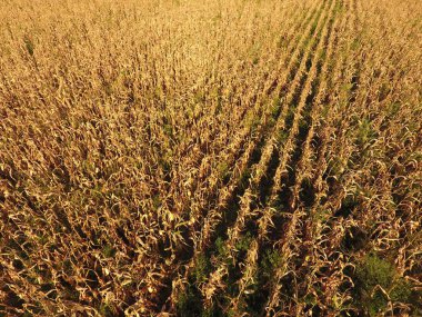 Olgun Mısır alanıyla. Mısır saplarını kuru. Mısır tarlası yukarıdan bakış. Mısır ekimi, olgun koçanı hazır hasat için.