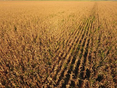 Olgun Mısır alanıyla. Mısır saplarını kuru. Mısır tarlası yukarıdan bakış. Mısır ekimi, olgun koçanı hazır hasat için.