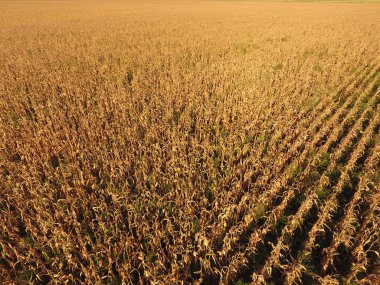 Olgun Mısır alanıyla. Mısır saplarını kuru. Mısır tarlası yukarıdan bakış. Mısır ekimi, olgun koçanı hazır hasat için.