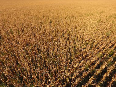 Olgun Mısır alanıyla. Mısır saplarını kuru. Mısır tarlası yukarıdan bakış. Mısır ekimi, olgun koçanı hazır hasat için.