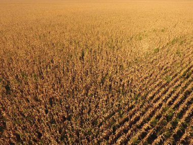 Olgun Mısır alanıyla. Mısır saplarını kuru. Mısır tarlası yukarıdan bakış. Mısır ekimi, olgun koçanı hazır hasat için.