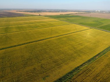Pirinç su dolu alanlar üzerinde büyüyen. Olgun pirinç alanında, hasat başlangıcı. Kuşbakışı.