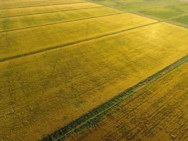 Pirinç su dolu alanlar üzerinde büyüyen. Olgun pirinç alanında, hasat başlangıcı. Kuşbakışı.