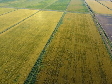 Pirinç su dolu alanlar üzerinde büyüyen. Olgun pirinç alanında, hasat başlangıcı. Kuşbakışı.