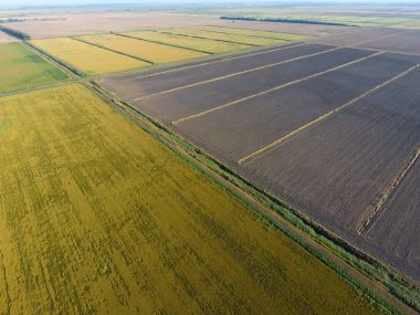 Pirinç su dolu alanlar üzerinde büyüyen. Olgun pirinç alanında, hasat başlangıcı. Kuşbakışı.