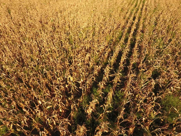 Olgun Mısır alanıyla. Mısır saplarını kuru. Mısır tarlası yukarıdan bakış. Mısır ekimi, olgun koçanı hazır hasat için.