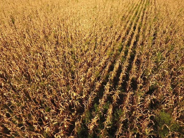 Olgun Mısır alanıyla. Mısır saplarını kuru. Mısır tarlası yukarıdan bakış. Mısır ekimi, olgun koçanı hazır hasat için.