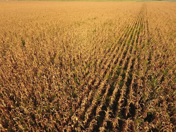Olgun Mısır alanıyla. Mısır saplarını kuru. Mısır tarlası yukarıdan bakış. Mısır ekimi, olgun koçanı hazır hasat için.