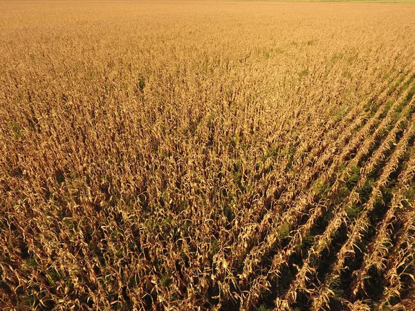 Olgun Mısır alanıyla. Mısır saplarını kuru. Mısır tarlası yukarıdan bakış. Mısır ekimi, olgun koçanı hazır hasat için.