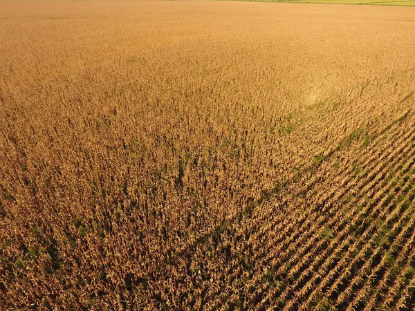 Olgun Mısır alanıyla. Mısır saplarını kuru. Mısır tarlası yukarıdan bakış. Mısır ekimi, olgun koçanı hazır hasat için.