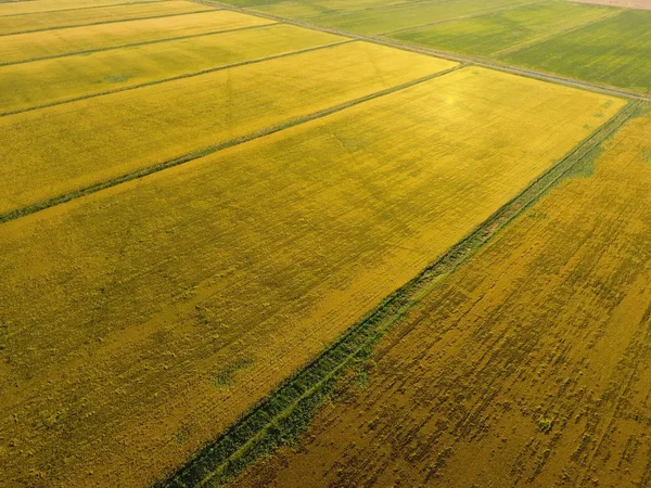 Pirinç su dolu alanlar üzerinde büyüyen. Olgun pirinç alanında, hasat başlangıcı. Kuşbakışı. — Stok fotoğraf