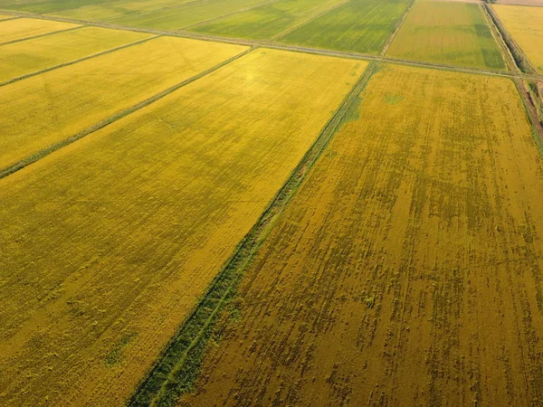 Pirinç su dolu alanlar üzerinde büyüyen. Olgun pirinç alanında, hasat başlangıcı. Kuşbakışı.