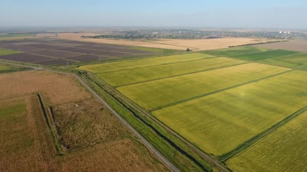 Groeiende rijst op overstroomd velden. Rijpe rijst in het veld, het begin van de oogsten. Een vogelvlucht bekijken. — Stockvideo