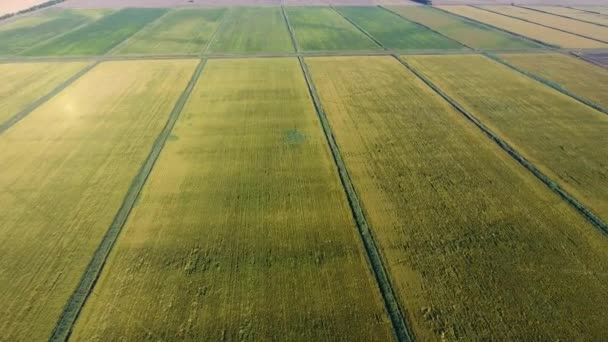 Pirinç su dolu alanlar üzerinde büyüyen. Olgun pirinç alanında, hasat başlangıcı. Kuşbakışı. — Stok video