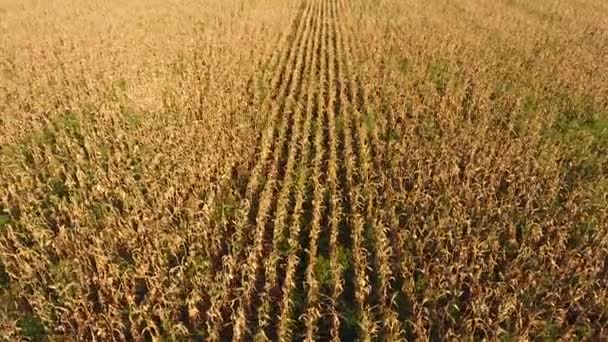 Campo com milho maduro. Talos secos de milho. Vista do campo de milho de cima. Plantação de milho, espigas maduras, pronto para a colheita . — Vídeo de Stock