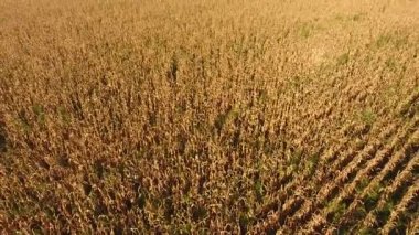 Olgun Mısır alanıyla. Mısır saplarını kuru. Mısır tarlası yukarıdan bakış. Mısır ekimi, olgun koçanı hazır hasat için.