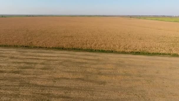 Feld mit reifem Mais. Trockene Halme von Mais. Blick auf das Maisfeld von oben. Maisanbau, reife Maiskolben, erntereif. — Stockvideo