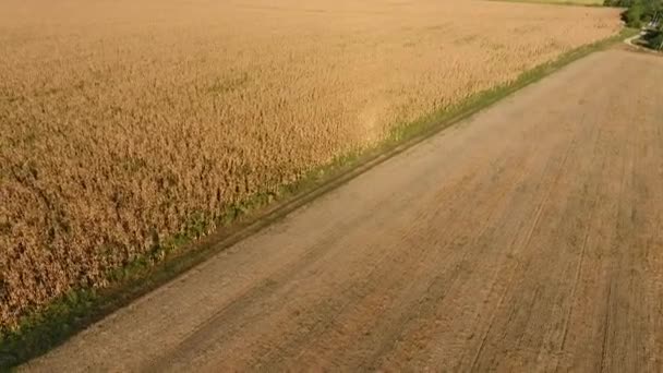 Érett kukorica mezőt. A kukorica szár száraz. Nézet felülről a tanyavilágban. Kukorica ültetvény, érett csövek, készen áll a betakarítás. — Stock videók