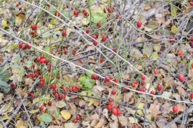 Kalça bush Olgun meyveleri ile. Bir dogrose bir Bush meyveler. Yaban gülü meyvelerini. Dikenli dogrose. Kırmızı gül kalça