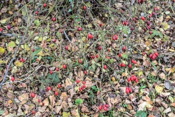 熟した果実とブッシュします ブッシュの Dogrose の果実 野生のバラの果実 とげのある Dogrose 赤いローズヒップ — ストック写真