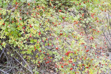 Kalça bush Olgun meyveleri ile. Bir dogrose bir Bush meyveler. Yaban gülü meyvelerini. Dikenli dogrose. Kırmızı gül kalça.