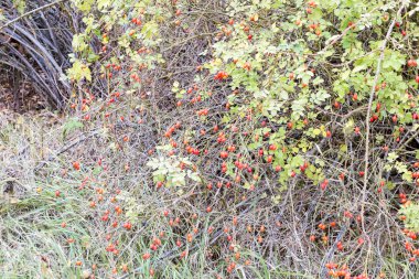 Kalça bush Olgun meyveleri ile. Bir dogrose bir Bush meyveler. Yaban gülü meyvelerini. Dikenli dogrose. Kırmızı gül kalça.
