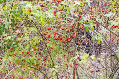 Kalça bush Olgun meyveleri ile. Bir dogrose bir Bush meyveler. Yaban gülü meyvelerini. Dikenli dogrose. Kırmızı gül kalça.