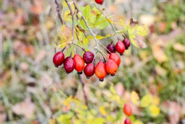 Kırmızı Olgun briar çilek, makro fotoğraf. Kalça bush Olgun meyveleri ile. Bir dogrose bir Bush meyveler. Yaban gülü meyvelerini. Dikenli dogrose. Kırmızı gül kalça.