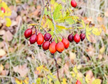 Kırmızı Olgun briar çilek, makro fotoğraf. Kalça bush Olgun meyveleri ile. Bir dogrose bir Bush meyveler. Yaban gülü meyvelerini. Dikenli dogrose. Kırmızı gül kalça.
