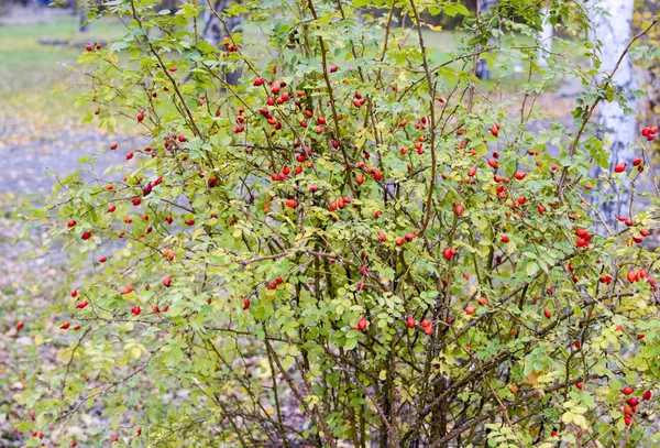 Hips bush with ripe berries. Berries of a dogrose on a bush. Fruits of wild roses. Thorny dogrose. Red rose hips. — Stock Photo, Image