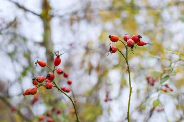 Red ripe briar berries, macro photo. Hips bush with ripe berries. Berries of a dogrose on a bush. Fruits of wild roses. Thorny dogrose. Red rose hips. — Stock Photo, Image