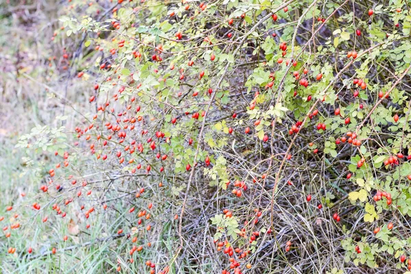 Biodra bush z dojrzałe jagody. Jagody filiżanka na krzaku. Owoce dzikiej róży. Cierniste filiżanka. Czerwonej róży. — Zdjęcie stockowe