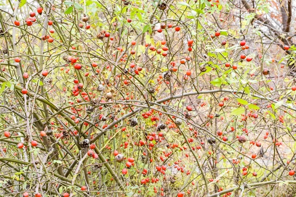 Kalça bush Olgun meyveleri ile. Bir dogrose bir Bush meyveler. Yaban gülü meyvelerini. Dikenli dogrose. Kırmızı gül kalça. — Stok fotoğraf