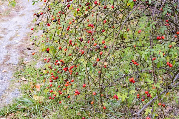Arbuste de hanches aux baies mûres. Des baies d'une grive sur un buisson. Fruits de roses sauvages. Dosseret épineux. Cuisse de rose rouge . — Photo