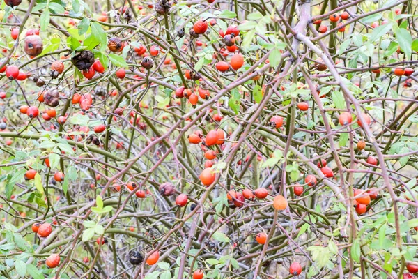 Heupen heester met rijpe bessen. Bessen van een dogrose op een struik. Vruchten van wilde rozen. Lastige dogrose. Rode rose heupen. — Stockfoto