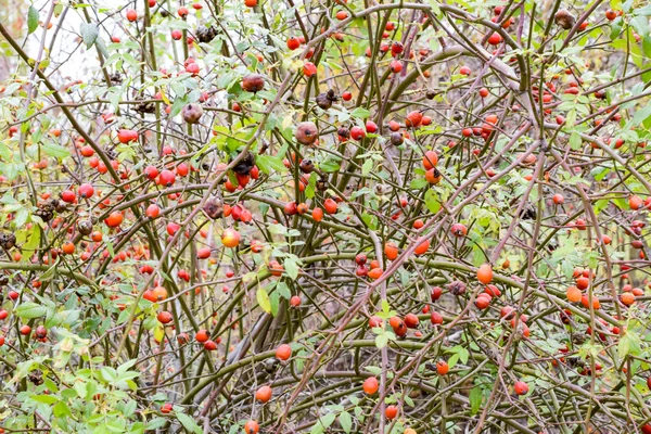 Höfterna buske med mogna bär. Bär av en dogrose på en buske. Frukter av vildrosor. Taggiga dogrose. Röda nypon. — Stockfoto