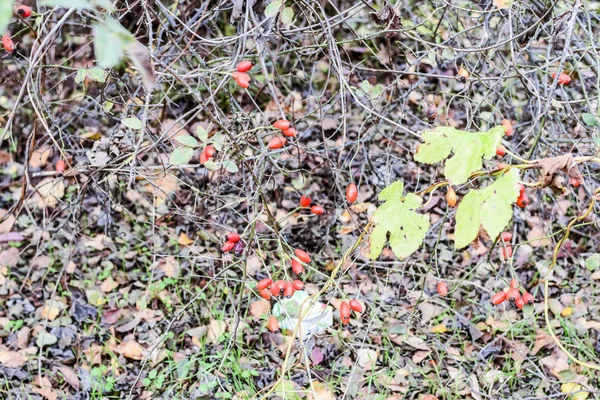 Hips bush with ripe berries. Berries of a dogrose on a bush. Fruits of wild roses. Thorny dogrose. Red rose hips. — Stock Photo, Image