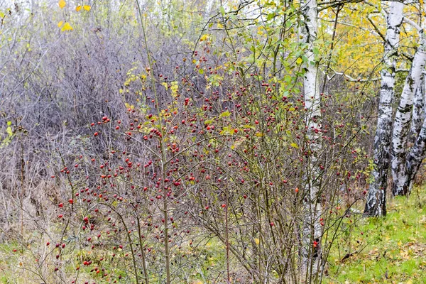 Hips bush with ripe berries. Berries of a dogrose on a bush. Fruits of wild roses. Thorny dogrose. Red rose hips. — Stock Photo, Image