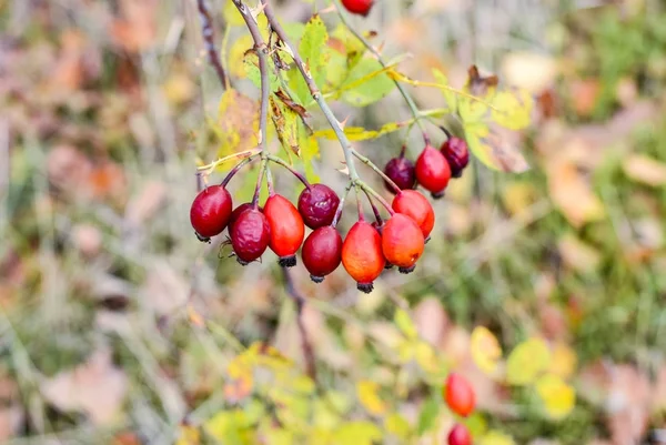 Rote reife Beeren, Makrofoto. Hüftbusch mit reifen Beeren. Beeren einer Heckenrose auf einem Gebüsch. Früchte von Wildrosen. Dornige Heckenrose. Rote Hagebutten. — Stockfoto