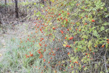 Kalça bush Olgun meyveleri ile. Bir dogrose bir Bush meyveler. Yaban gülü meyvelerini. Dikenli dogrose. Kırmızı gül kalça.