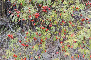 Kalça bush Olgun meyveleri ile. Bir dogrose bir Bush meyveler. Yaban gülü meyvelerini. Dikenli dogrose. Kırmızı gül kalça.