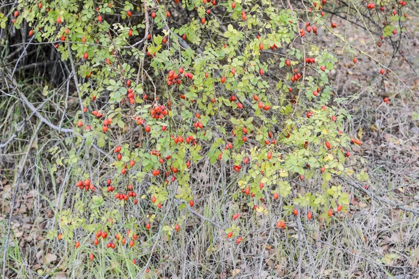 Arbusto de quadris com bagas maduras. Bagas de uma rosa brava em um arbusto. Frutas de rosas selvagens. Espinhosa rosa brava. Rosas vermelhas quadris . — Fotografia de Stock