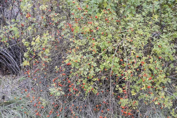 Hips bush with ripe berries. Berries of a dogrose on a bush. Fruits of wild roses. Thorny dogrose. Red rose hips. — Stock Photo, Image