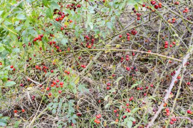 Kalça bush Olgun meyveleri ile. Bir dogrose bir Bush meyveler. Yaban gülü meyvelerini. Dikenli dogrose. Kırmızı gül kalça