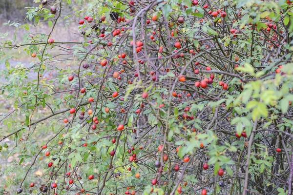 Arbuste de hanches aux baies mûres. Des baies d'une grive sur un buisson. Fruits de roses sauvages. Dosseret épineux. Cuisse de rose rouge . — Photo