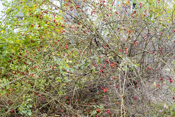 熟した果実とブッシュします ブッシュの Dogrose の果実 野生のバラの果実 とげのある Dogrose 赤いローズヒップ — ストック写真