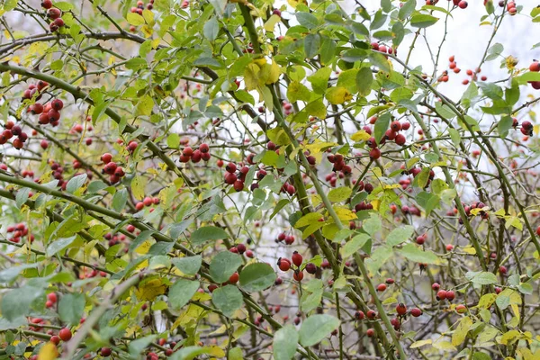 Kalça Bush Olgun Meyveleri Ile Bir Dogrose Bir Bush Meyveler — Stok fotoğraf