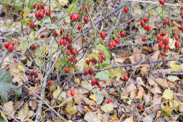 Hips Bush Ripe Berries Berries Dogrose Bush Fruits Wild Roses — Stock Photo, Image