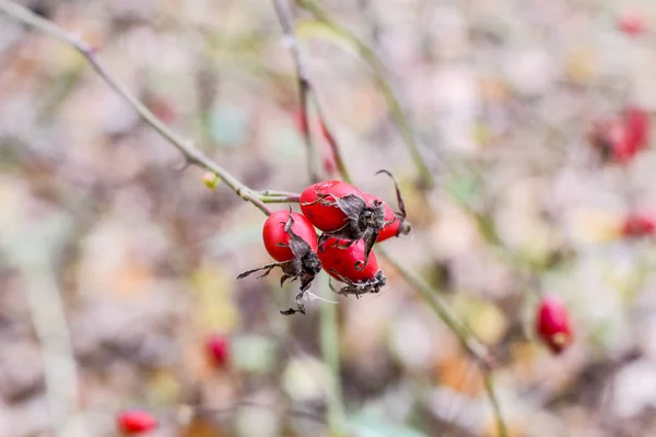 Hüftstrauch Mit Reifen Beeren Die Beeren Der Heckenrose Auf Dem — Stockfoto