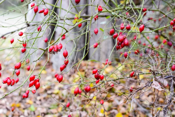 Hüftbusch Mit Reifen Beeren Beeren Einer Heckenrose Auf Einem Gebüsch — Stockfoto